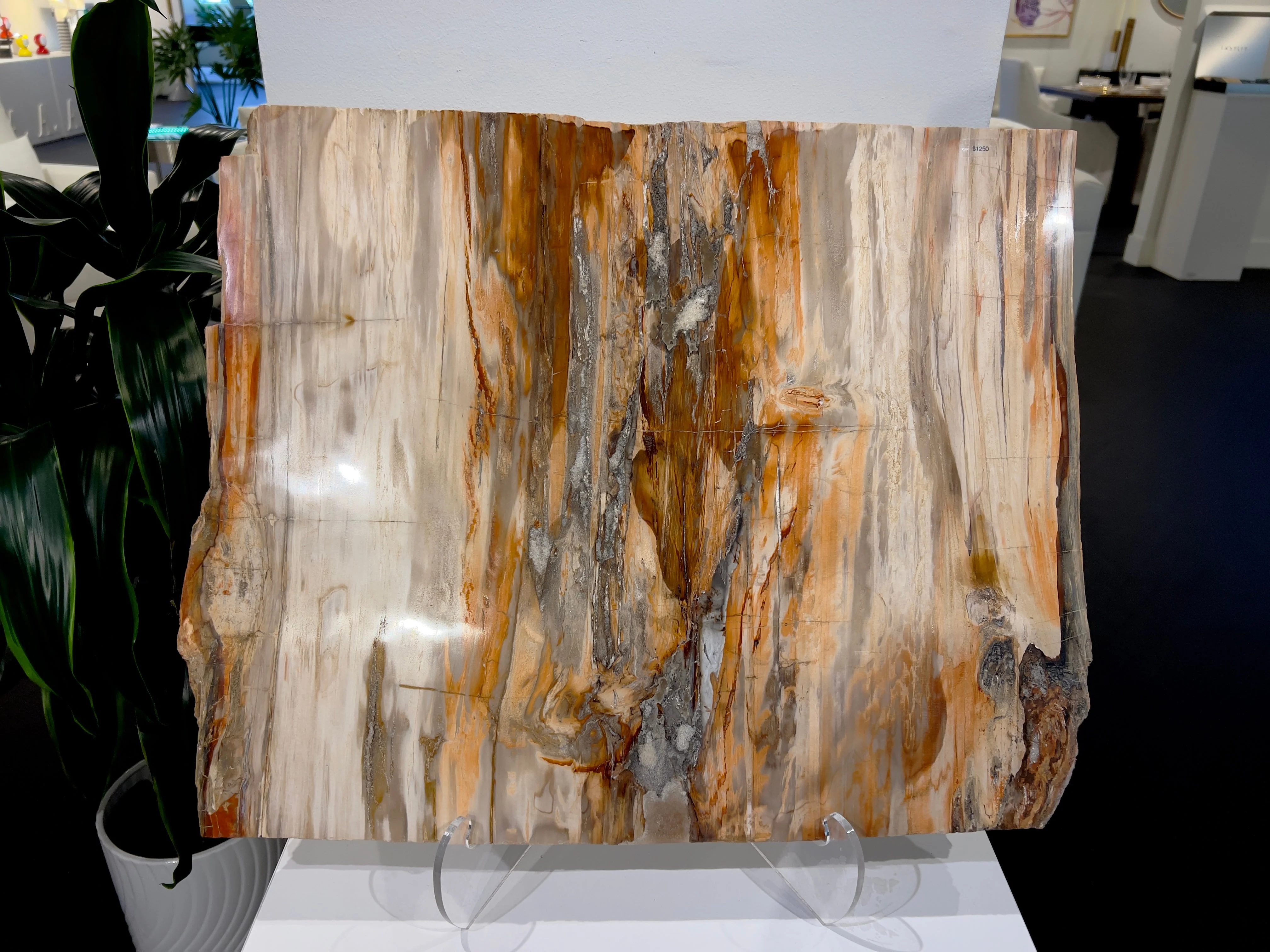 Petrified Wood Platter Square XL - Image 3
